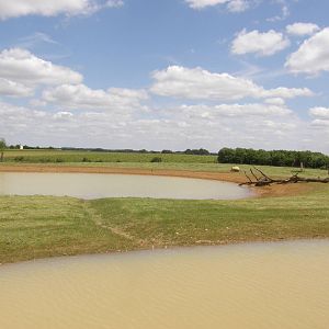 African Savannah (White rhinos in 2011)