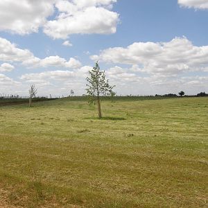 African Savannah (White rhinos in 2011)