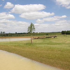 African Savannah (White rhinos in 2011)