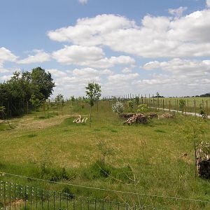 Cheetah exhibit in the African Savannah complexe