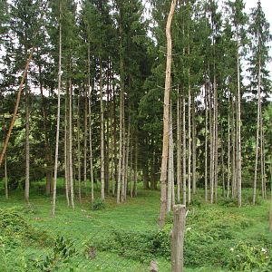Mandrills and green monkeys exhibit - Tierwelt Herberstein