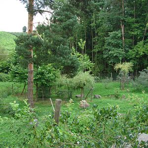Mandrills and green monkeys exhibit - Tierwelt Herberstein