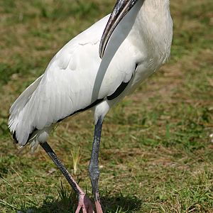 Wood Stork at Fort De Soto Park, Fl.