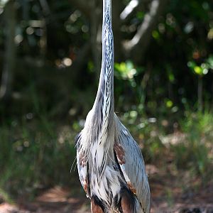 Great Blue Heron at Fort De Soto, Fl