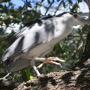 Black Crowned Night Heron at Indian Shores, Fl.