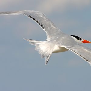 Elegant Tern at Fort De Soto, Fl.