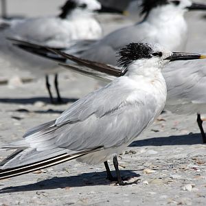 Sandwich Tern at Indian Shores, Fl.