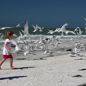Tern flock at Indian Shores, Fl.