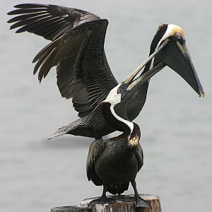 Brown Pelican at Johns Pass, Madeira Beach, Fl