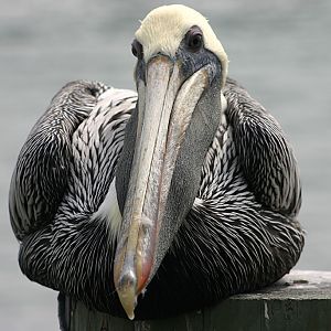 Brown Pelican at Johns Pass, Madeira Beach, Fl.