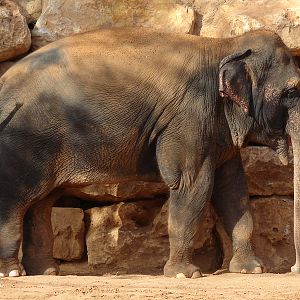 Asian Elephant (Elephas maximus) female Oraphon (Susan)