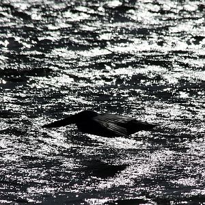 Brown Pelican, Boca Ciega Bay, Fl.