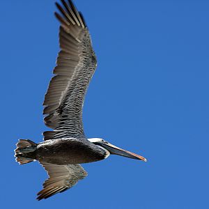 Brown Pelican at Redington Beach, Fl.