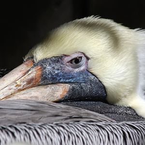 Brown Pelican, Redington Beach, Fl.