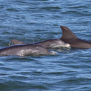 Dolphin in Boca Ciega Bay, Fl.