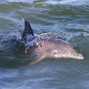 Dolphin in Boca Ciega Bay, Fl.