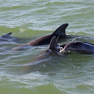 Dolphin in Boca Ciega Bay, Fl.