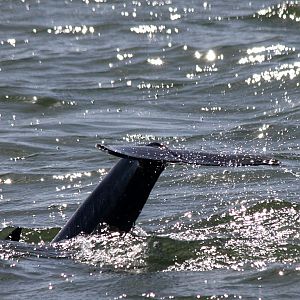 Dolphin in Boca Ciega Bay, Fl.