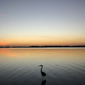 Great Blue Heron at Fort De Soto, Fl.