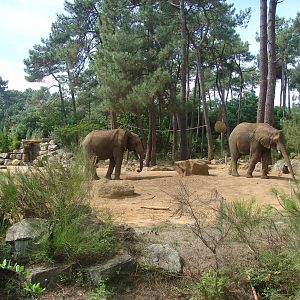 African elephant exhibit