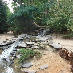 Arctic wolves exhibit