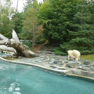 Polar bears exhibit