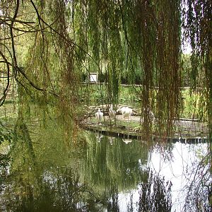 Grat white pelican exhibit