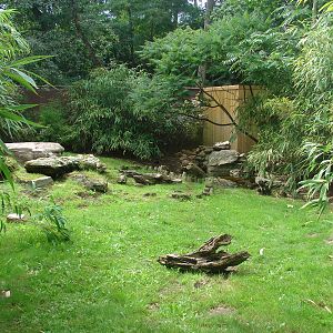 Maned wolves exhibit