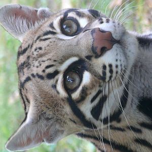Ocelot (Leopardus pardalis)