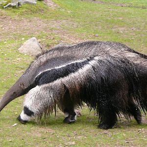 Giant anteater (Myrmecophaga trydactyla)
