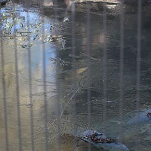 tiger pond frozen over