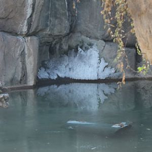 tiger waterfall frozen