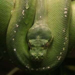 green tree python