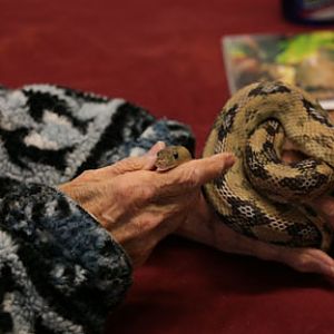 trans pecos rat snake