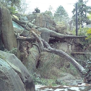 Jaguar Exhibit - See The Jaguar?