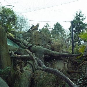 Jaguar Exhibit - See The Jaguar?