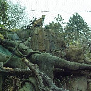 Jaguar Exhibit