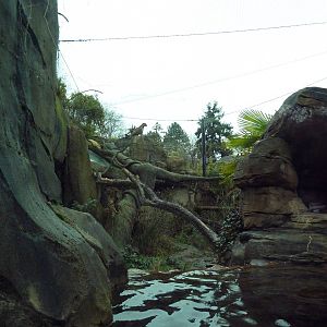 Jaguar Exhibit - See The Jaguar?