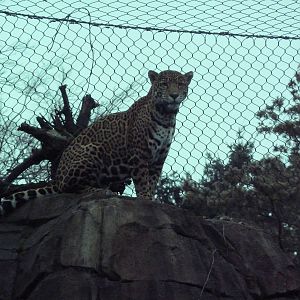 Jaguar