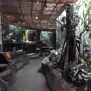Tropical Rain Forest Building