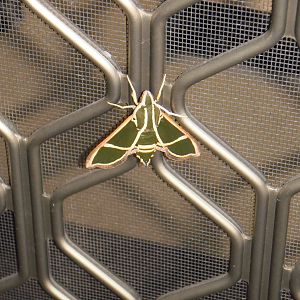 Unknown Moth
