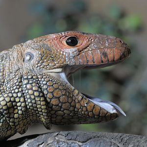 Caiman lizard yawning