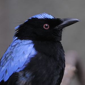 Fairy bluebird