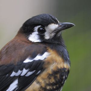 Chestnut-backed thrush