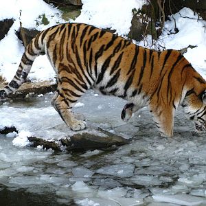 Siberian Tiger