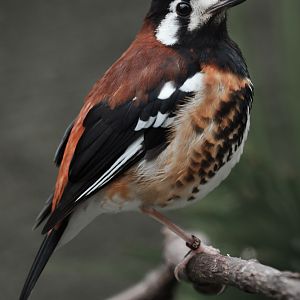 Chestnut-backed Thrush - 05/02/2011