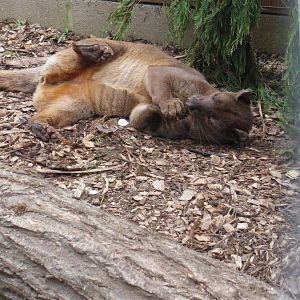 Kia playing with Rhino faeces