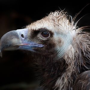 Bad Feathers Day - Eurasian Black Vulture - 05/02/2011