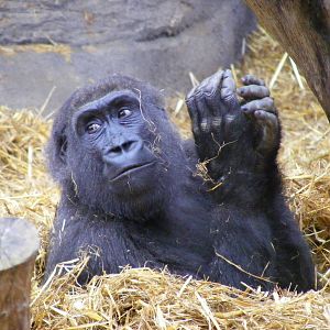 Gorilla at Chessington Zoo, 6 February 2011