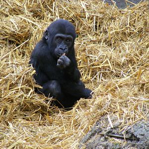 Mbula the gorilla at Chessington Zoo, 6 February 2011